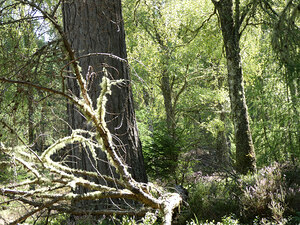 Scottish Highlands Mixed Forest with Lichen