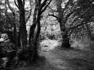Dark Forest of the Scottish Highlands 