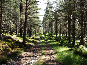 Springs Path in the Scottish Highlands                                                                                                                     