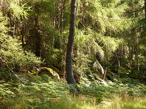 Scottish Highlands Summer Ferns in the Forest