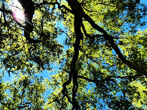 Birch Tree Canopy in Intelligent Art