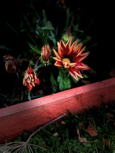 Portraits of Plants- Bright Flowers