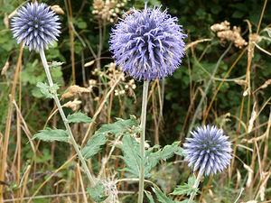 Scotlands Wild Heart