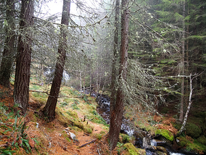  Scottish Highlands Peaceful Burn                                                                                                                    