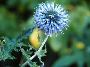 Scottish Highlands Blooming Globe Thistle                                                                                                                   