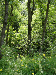 Forest Spring in the Scottish Highlands