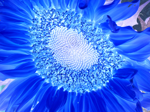 Abstract Deeper Blue Sunflower