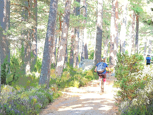 Abstract Cyclist  on the Trails                                                                                                                     