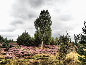 Birch with Heather in the Scottish Highlands                                                                                                                     