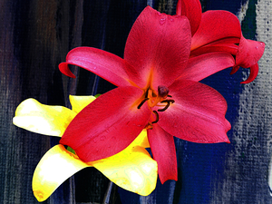  Abstract Cool Contemporary Lily Flowers