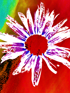 Abstract Daisy on a Contrasting Background 