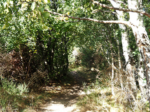  Forest Trail through Sunlit Trees in the Scottish Highlands                                                                                                                    