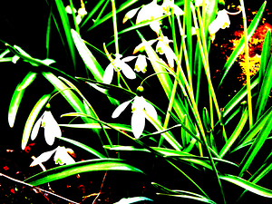   Abstract Snowdrops Delight                                                                                                                   