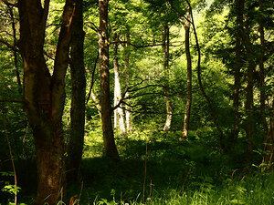 Springs Forest Light in the Scottish Highlands 
