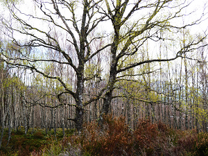   The Fairy Trees in the Scottish Highlands                                                                                                                   