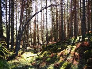   Fairy Dell in the Scottish Highlands                                                                                                                   