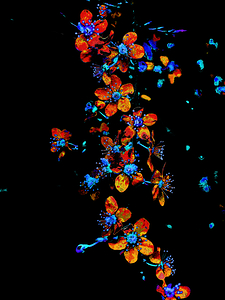  Abstract Vibrant Floral Dance                                                                                                                    