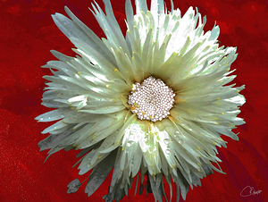 Abstract White Daisy Flower on an Abstract Background 