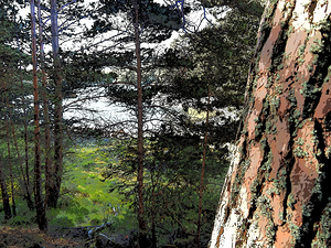 Sunlit Woods of the Scottish Highlands                                                                                                                     