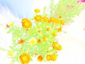  Ethereal Summer Flowers                                                                                                                    