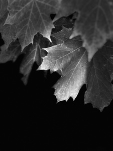 Portraits of Plants- Monochrome Leaves