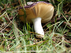  Scottish Highlands Fallen Mushroom                                                                                                                    