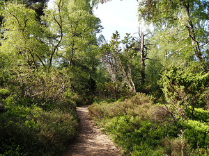  Springs Salute for the Scottish Highlands                                                                                                                    