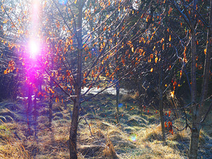 Scottish Highlands Visitation                                                                                                          