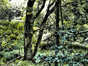  Scottish Highlands Enchanted Forest Path                                                                                                                    