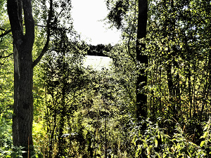  Scottish Highlands Sunny Glade                                                                                                                    