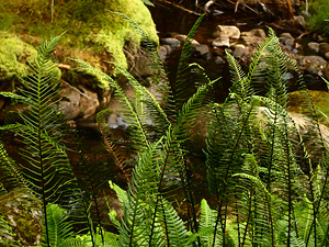 Summer Forest Ferns in the Scottish Highlands 