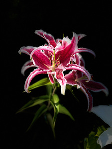 Colourful Striped Lilies 