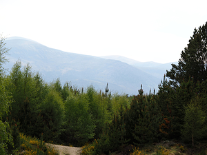 Summers Mountain Forest View                                                                                                                     