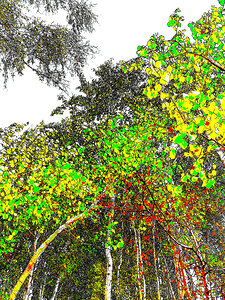Abstract Vivid Forest Canopy                                                                                                                     