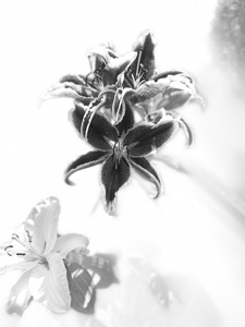 High Key Monochrome Lilies 