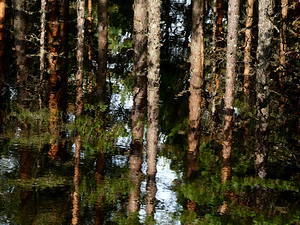 Forest Reflections of the Scottish Highlands
