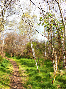 Natures Path Through the Scottish Highlands                                                                                                                   
