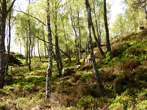  Scottish Highlands Landscape 