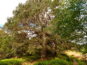 Scottish Highlands Summer Woodland Trail