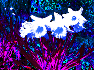 Abstract Surreal Daffodils                                                                                                                     