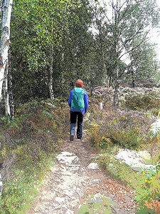  Scottish Highlands Birch Tree Walk                                                                                                                    