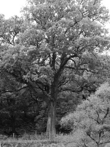 Old Oak in the Scottish Highlands