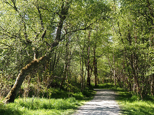  Birch Forest Path In The Scottish Highlands                                                                                                                    