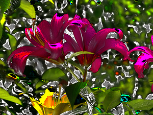  Abstract Vivid Lily Flowers                                                                                                                      