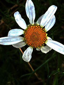Abstract Natures Daisy