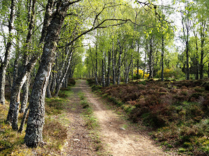  Scottish Highlands Birch Lined Forest Trail                                                                                                                    