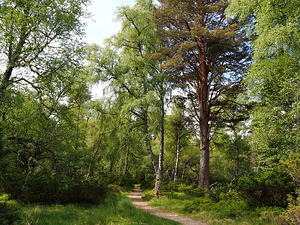 Spring Time Forest in the Scottish Highlands                                                                                                 