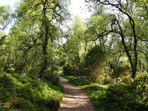 Mays Forest Trail In The Scottish Highlands                                                                                                          