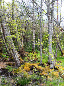  Spring Birch in the Scottish Highlands                                                                                                                    