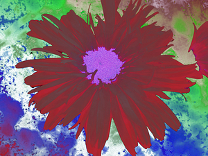 Abstract Red Daisy on an Abstract Background